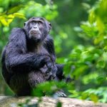 Kibale-Uganda-Chimpanzees-4-1481eda729e3