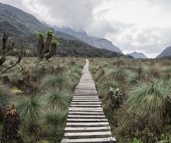 The_Rwenzori_Mountains_