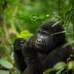 gorilla-uganda-primate-trekking-eating