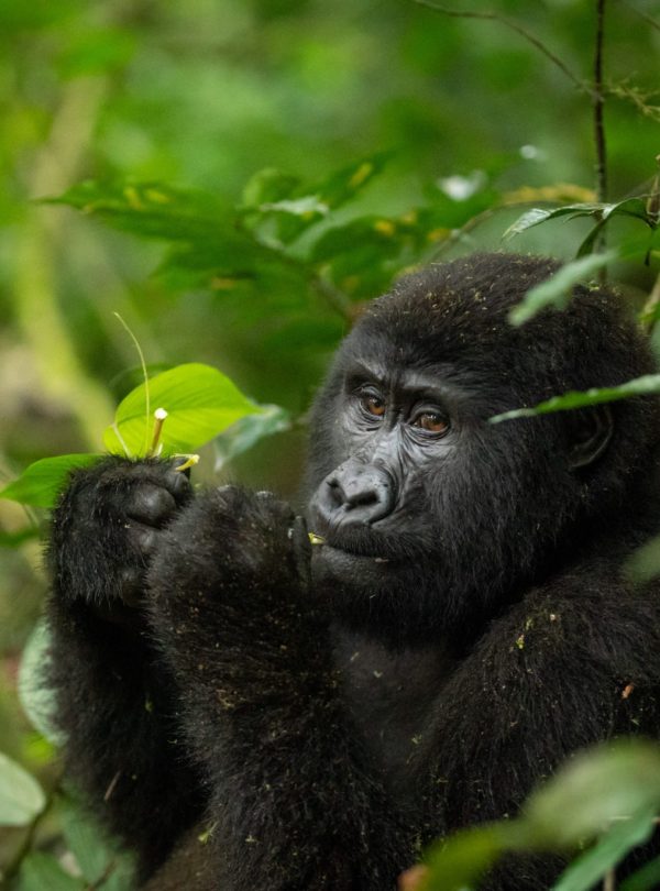 gorilla-uganda-primate-trekking-eating