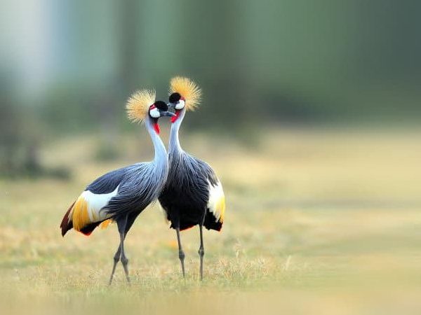 grey-crowned-cranes-700×450-1